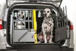 verkoop van honden en puppy's /gratis bezorgd